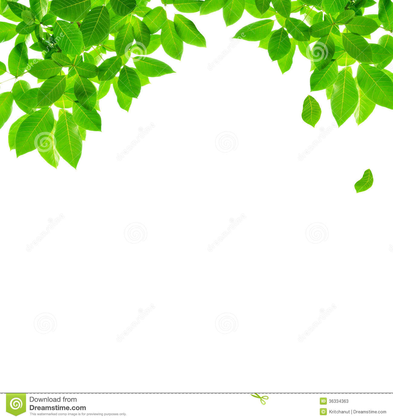 Green Leaf Border Design