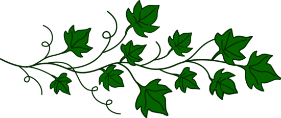 Ivy Leaf Vine Clip Art