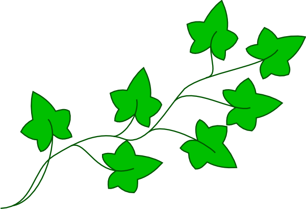Ivy Vine Clip Art