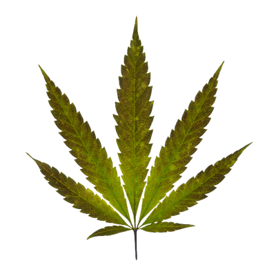 Marijuana Leaf Graphics