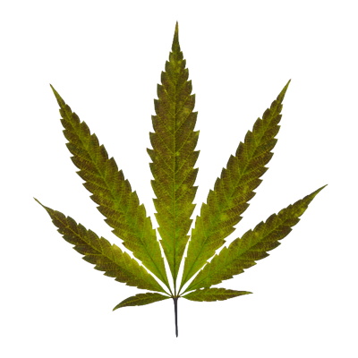 Marijuana Leaf Graphics Marijuana Leaf Graphics