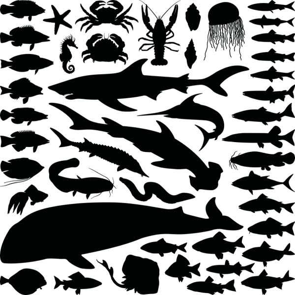 Marine Animal Silhouette