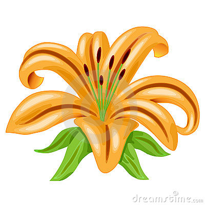 Orange Lily Flower