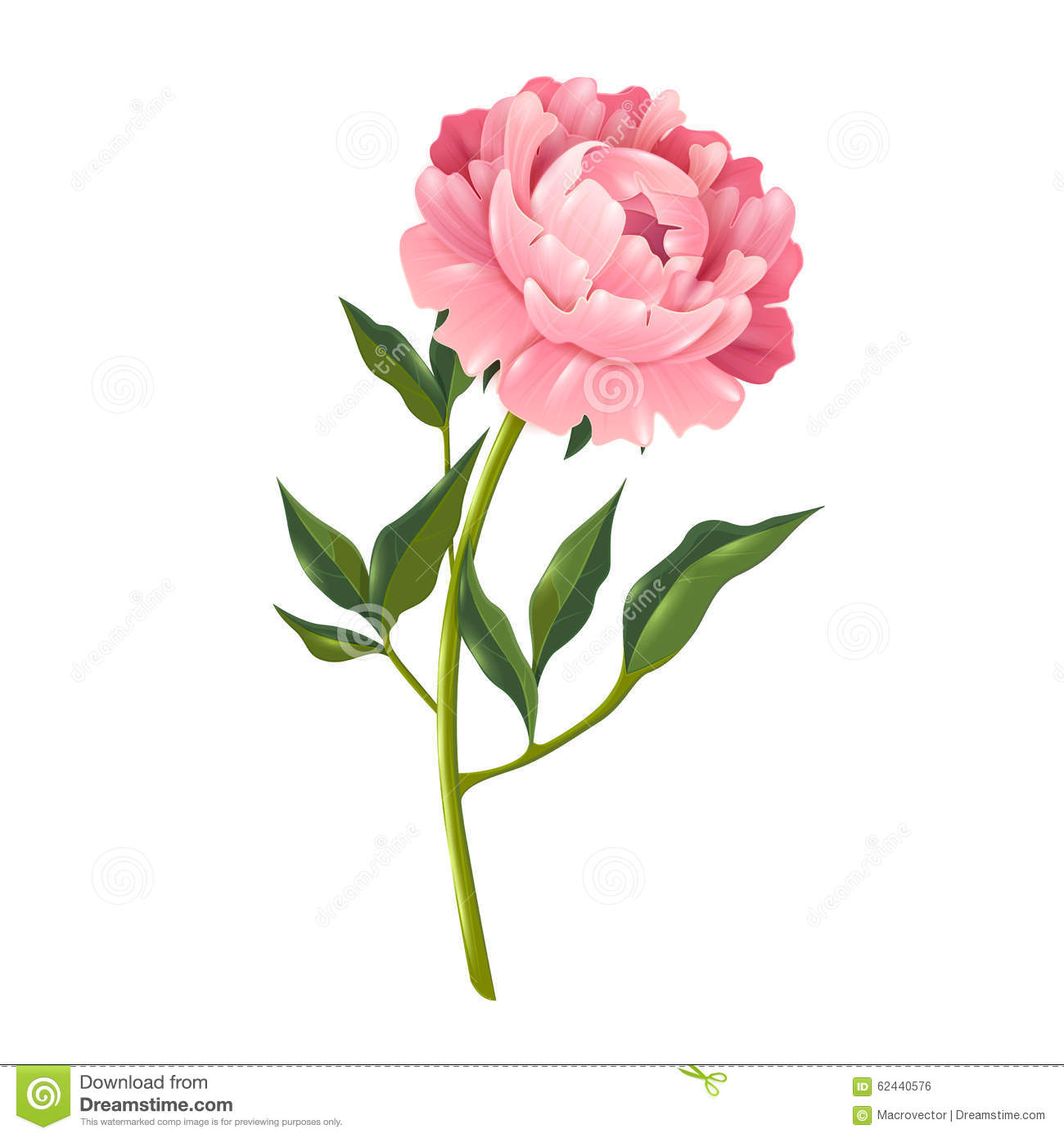 Peony Flower Illustration