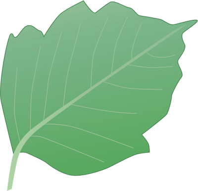 Poison Ivy Leaves Illustration