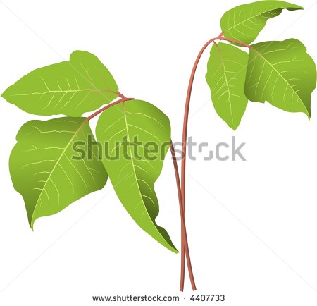 Poison Ivy Plant