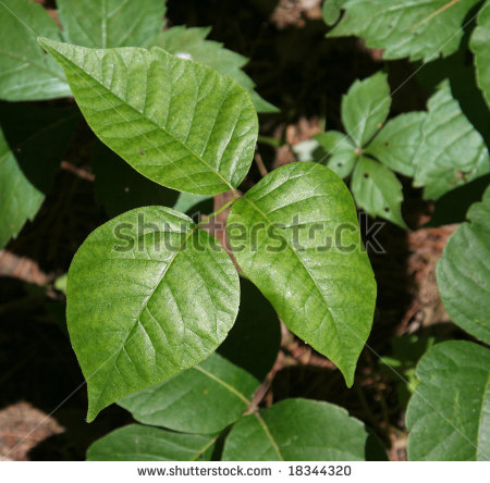 Poison Ivy Plant