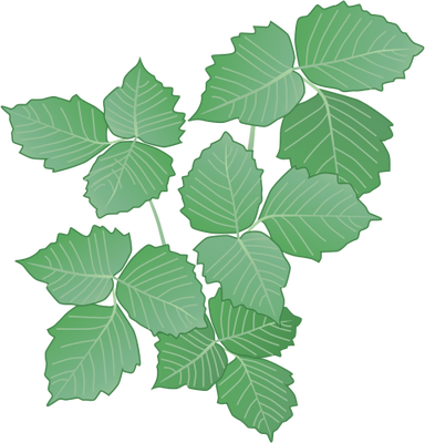 19 Poison Ivy Vines Vectors Images