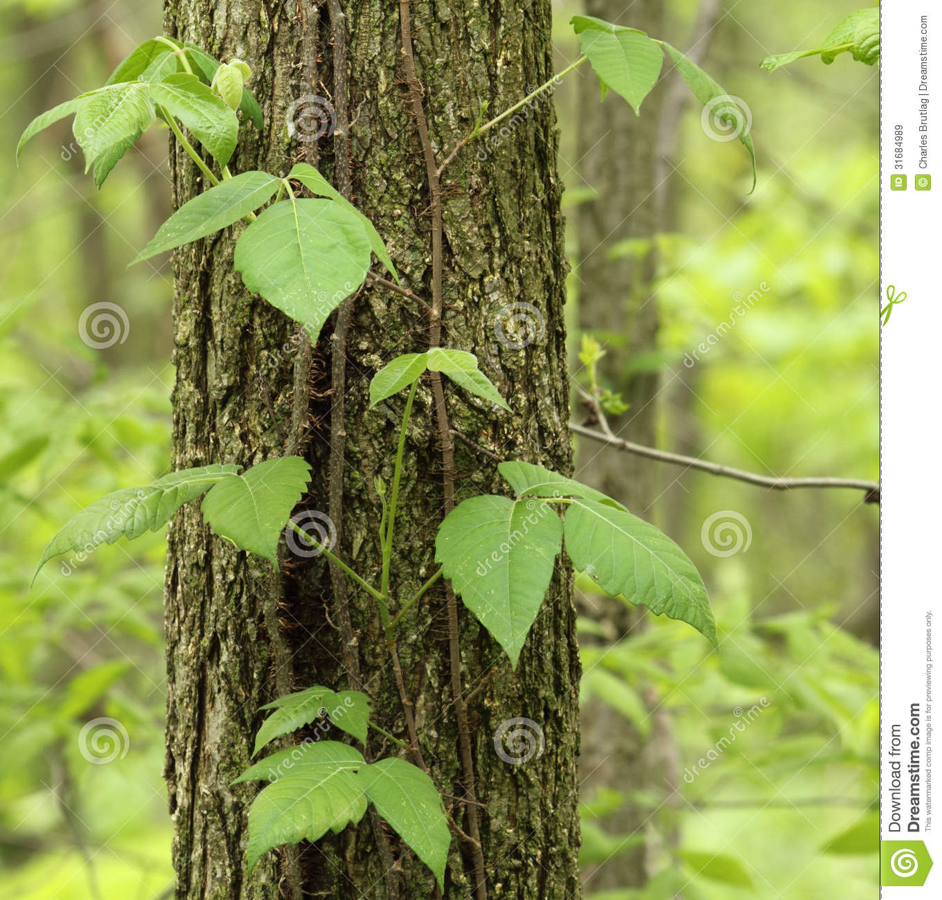 Poison Ivy Vine Growing Up a Tree