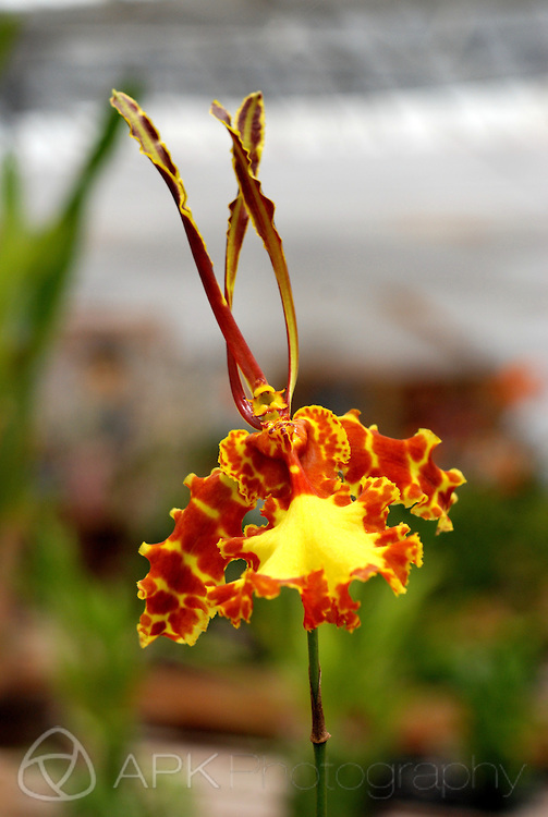 Strange Orange and Yellow Flower