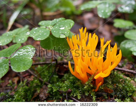 Strange Orange Mushroom