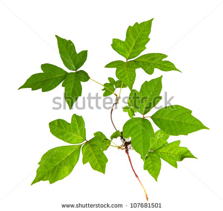 Three Leaf Poison Ivy