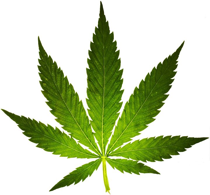 Transparent Green Marijuana Leaf Transparent Green Marijuana Leaf