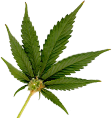 Transparent Marijuana Leaf
