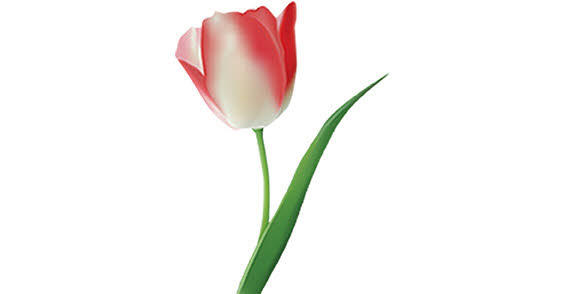 Vector Rose Flower Vector Rose Flower