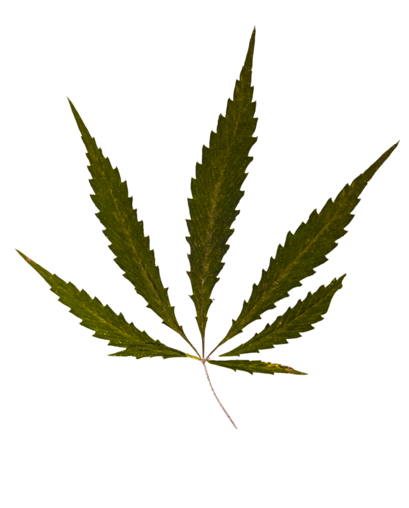 Weed Leaf Transparent