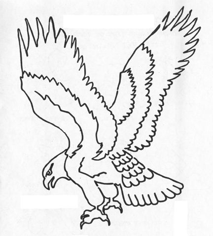 Continuous Line Drawing Eagle