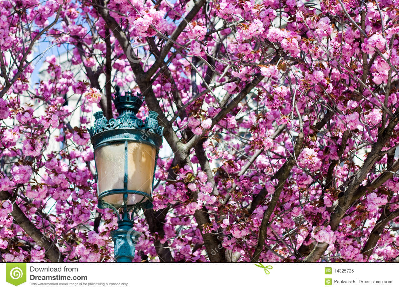 Free Spring Blossoms Free Spring Blossoms