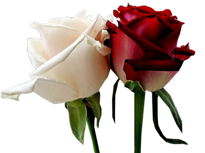 Red and White Rose Red and White Rose