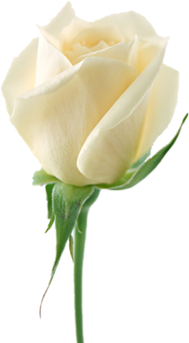White Rose Group White Rose Group