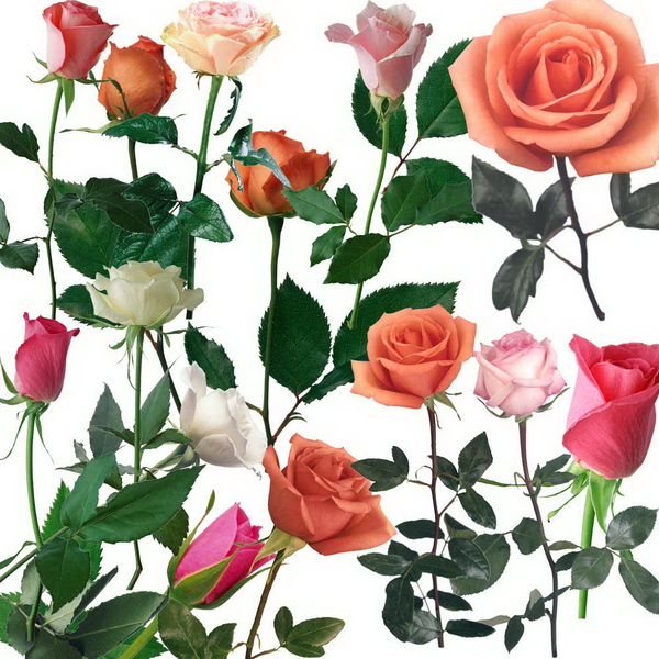 White Rose PSD Templates White Rose PSD Templates