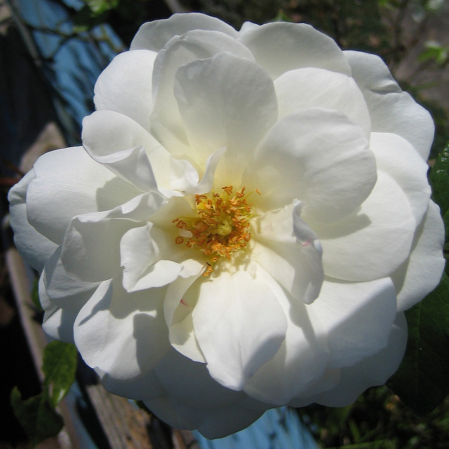White Rose York White Rose York