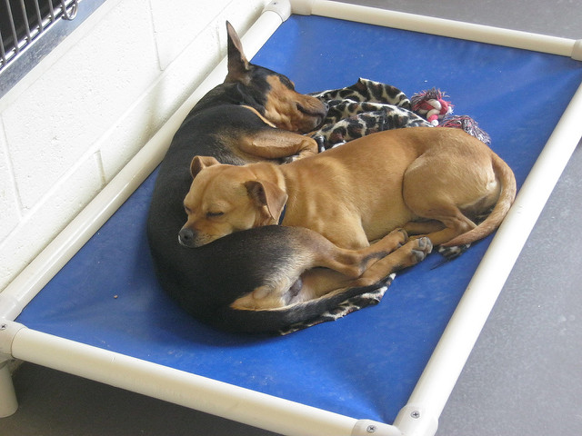 Atlanta Pet Rescue Dogs
