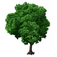Beech Tree Icon