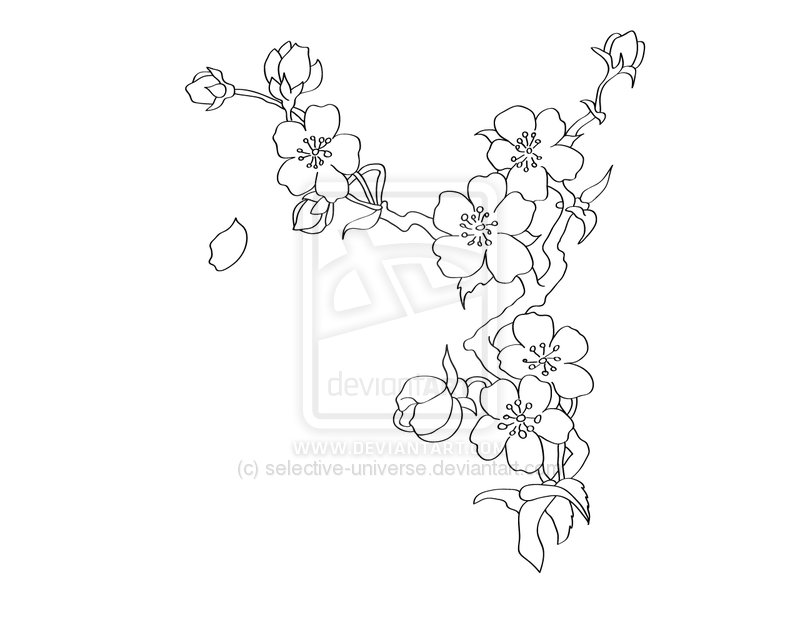 Cherry Blossom Drawing Outline