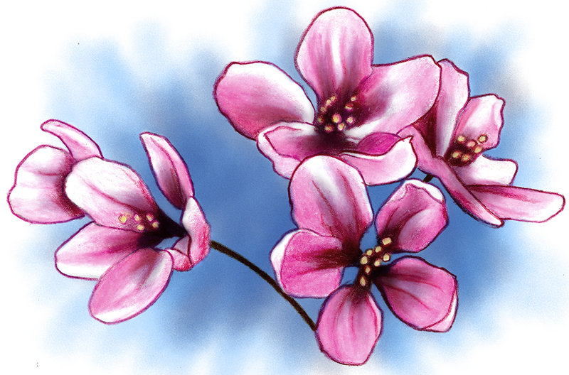 Cherry Blossom Tattoo Designs