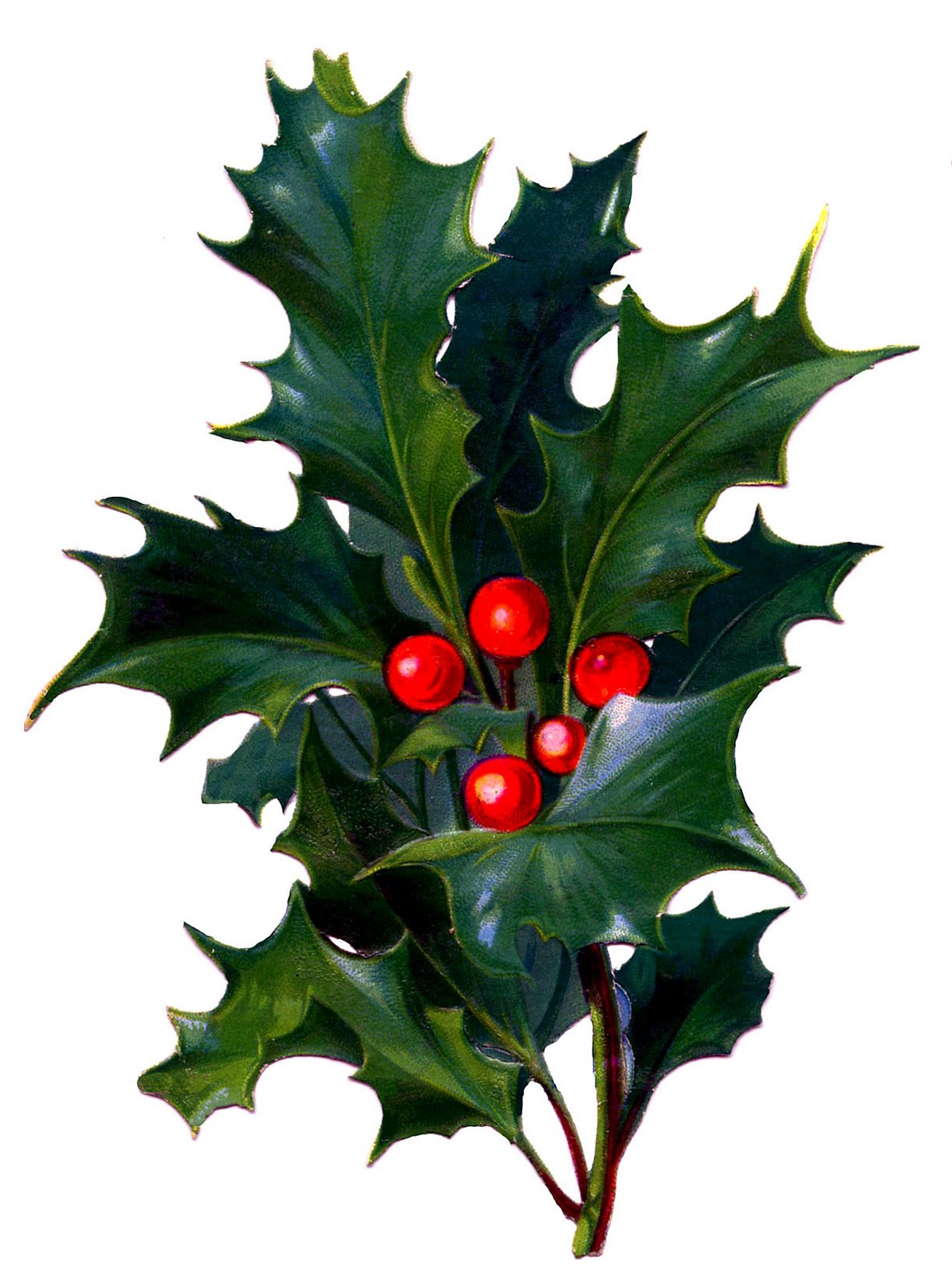 Christmas Holly Berry Clip Art