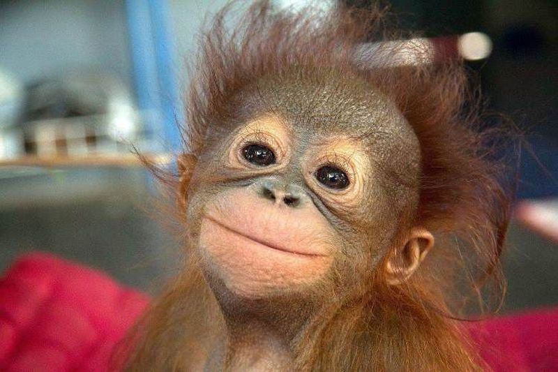 Cute Baby Orangutan Face