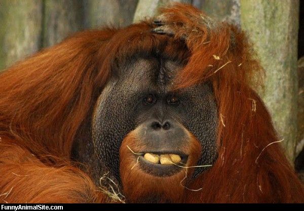 Funny Monkey Smiley-Face