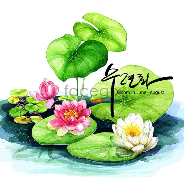 Hand Painted Lotus Flower