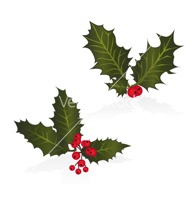 Holly Vector Art Download