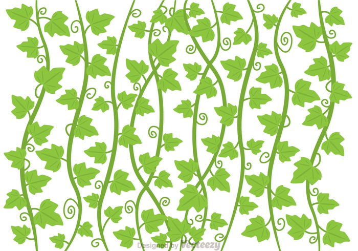 Ivy Vine Vector