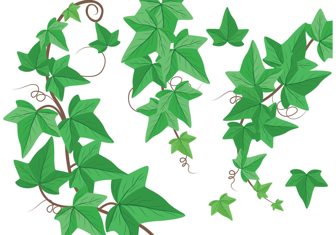 Ivy Vine Vector