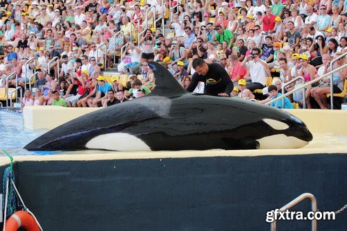 Killer Whale Being Petted