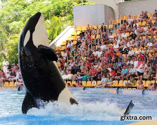 Leaping Killer Whale