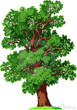 Oak Tree Vector Art