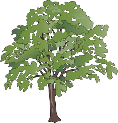 Oak Tree Vector Illustration