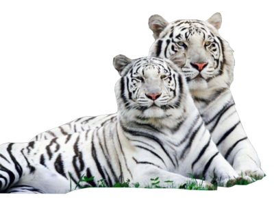 15 White Tiger PSD Images