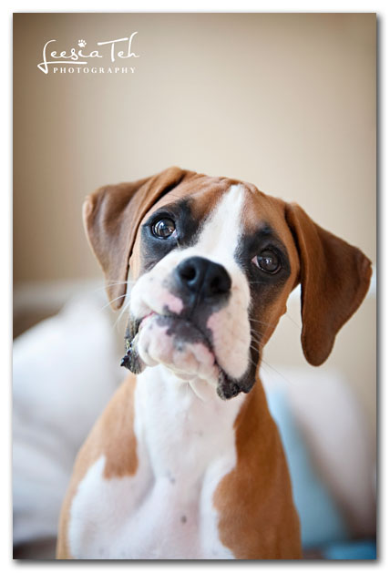 5 Atlanta Pet Photographer Images