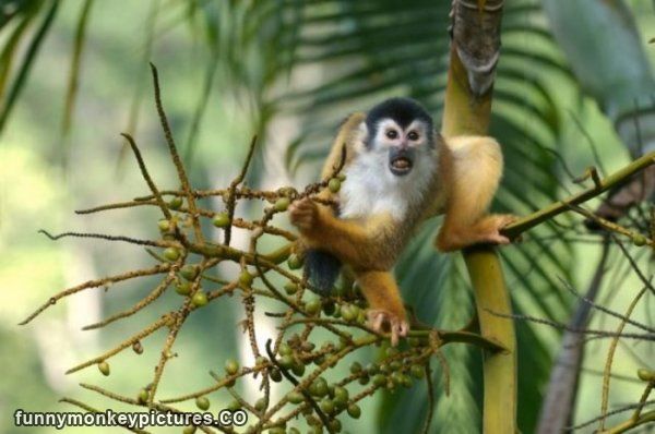 Squirrel Monkey Eating