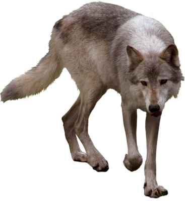 Timber Wolf