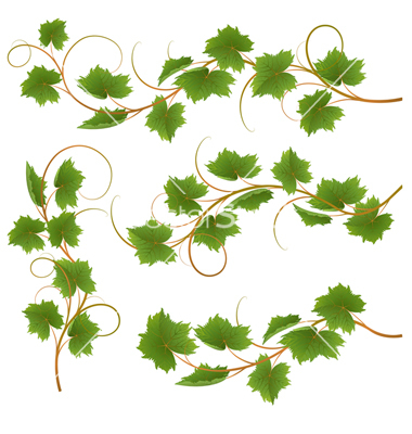 Vine Vector