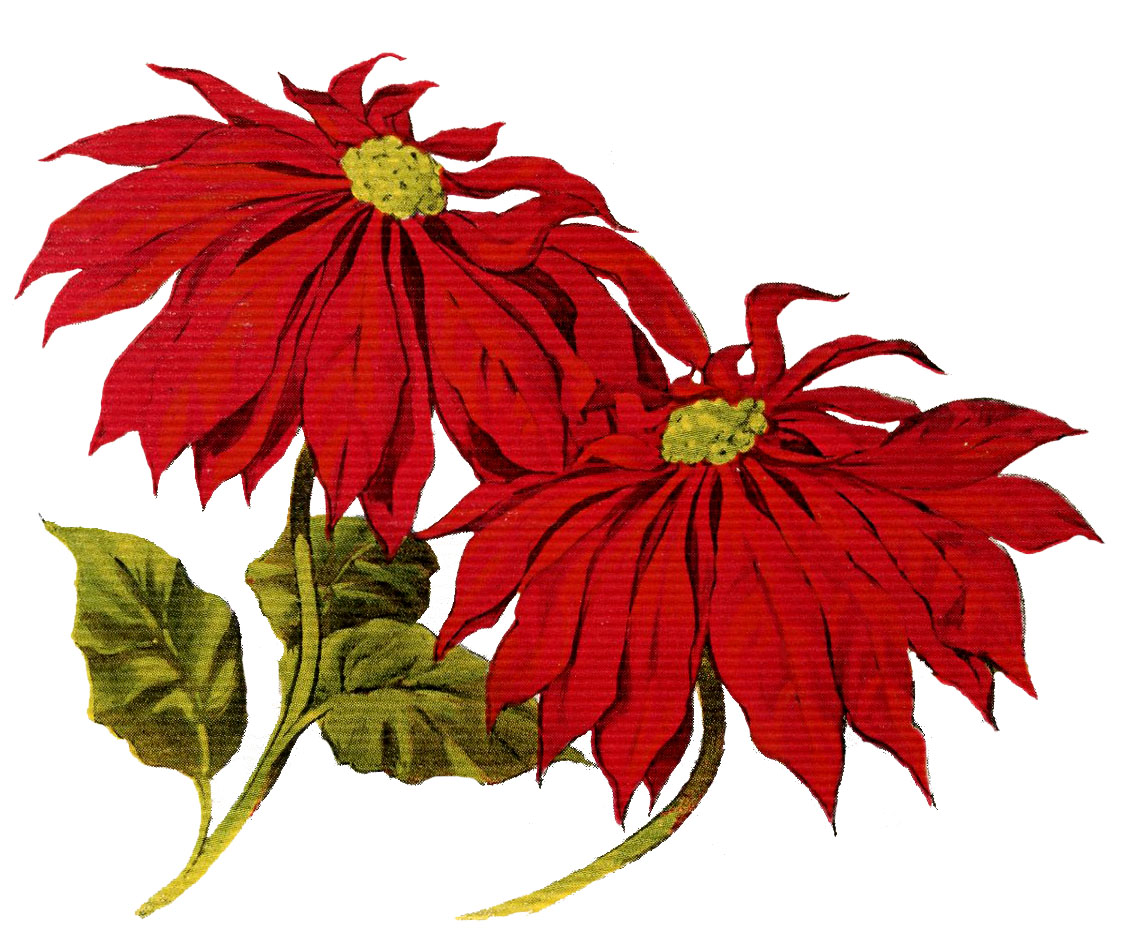 Vintage Christmas Poinsettias Clip Art