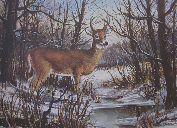 Vintage White Tail Deer Prints