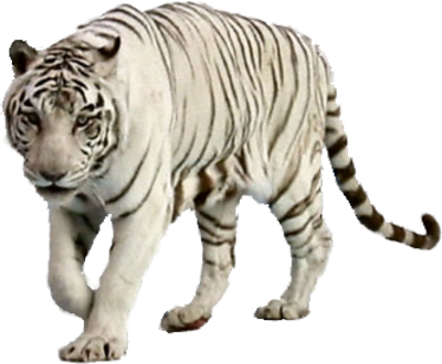 White Tiger Standing Up White Tiger Standing Up