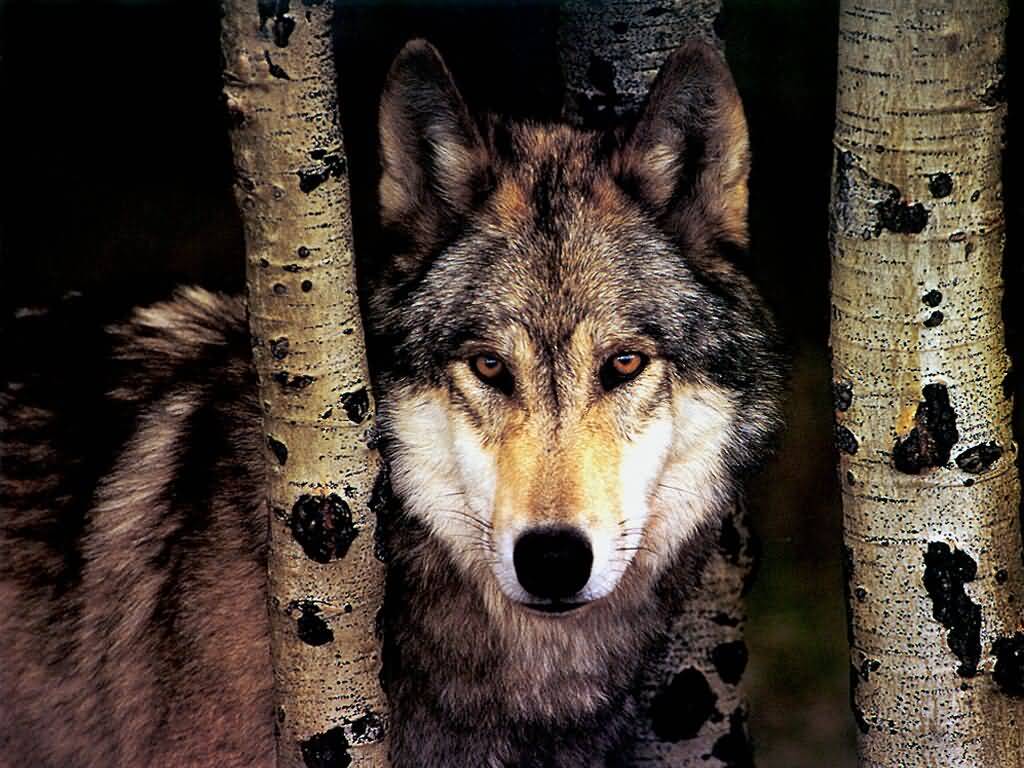 Animal Spirit Guide Wolf
